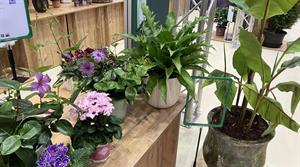 IPM new plants